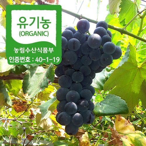 유기농 단스레 포도