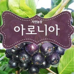 2024년아로니아 5kg/10kg(냉과)