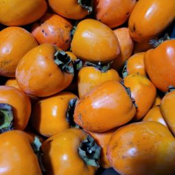 [대봉감] 대봉 홍시 혼합용 3kg~3.5kg(13개~15개)