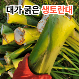 [26년 햇 생토란대]국산 대가 굵은 토란줄기