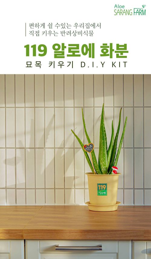 119알로에화분 (체험키트1세트)