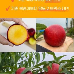 [예약판매]하늘꽃농원 망고복숭아(옐로드림) - 3kg (6월 중순 순차배송)