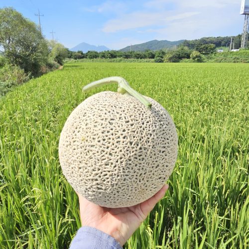 [2025추석] 달콤한 인생 프리미엄 메론세트 2수 (±5kg) - 이미지 4