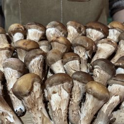 내장산 참송이버섯 가정용 500g 산지직송 신선버섯 구이용 찌개용 농가직배송(복사)