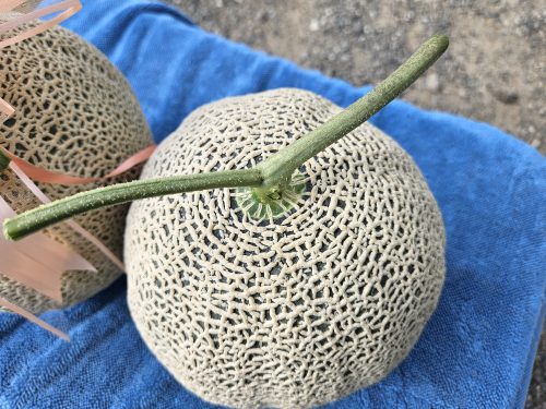 [2025추석] 달콤한 인생 프리미엄 메론세트 2수 (±5kg) - 이미지 7