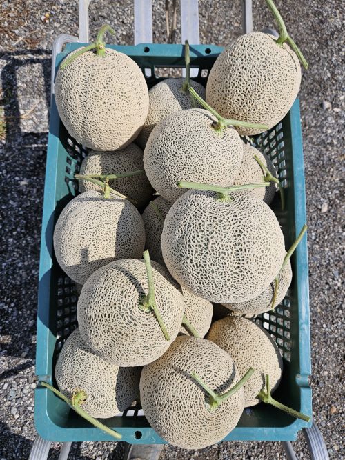 [2025추석] 달콤한 인생 프리미엄 메론세트 2수 (±5kg) - 이미지 6