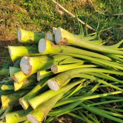 핫세일 [국산 생토란대] 햇토란줄기 4kg