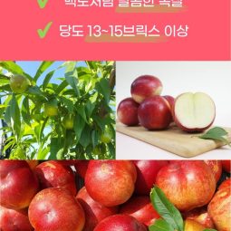 [예약판매]하늘꽃농원 신비복숭아 - 2kg (6월 중순 순차배송)