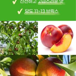 [예약판매]하늘꽃농원 신선(천도복숭아) - 2kg (6월 중순 순차배송)