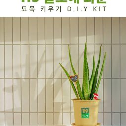 119 알로에 화분 (체험키트1세트)