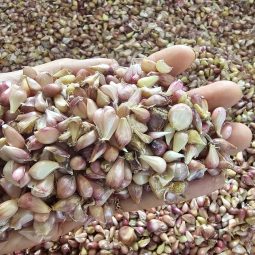 26년산 우량 대서 마늘 주아 씨앗 종구 파종 재배 생산용 500g 소 중