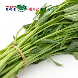투이네베트남채소농장 공심채 3kg/5kg