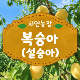 2026년복숭아(설숭아) 2kg/5kg